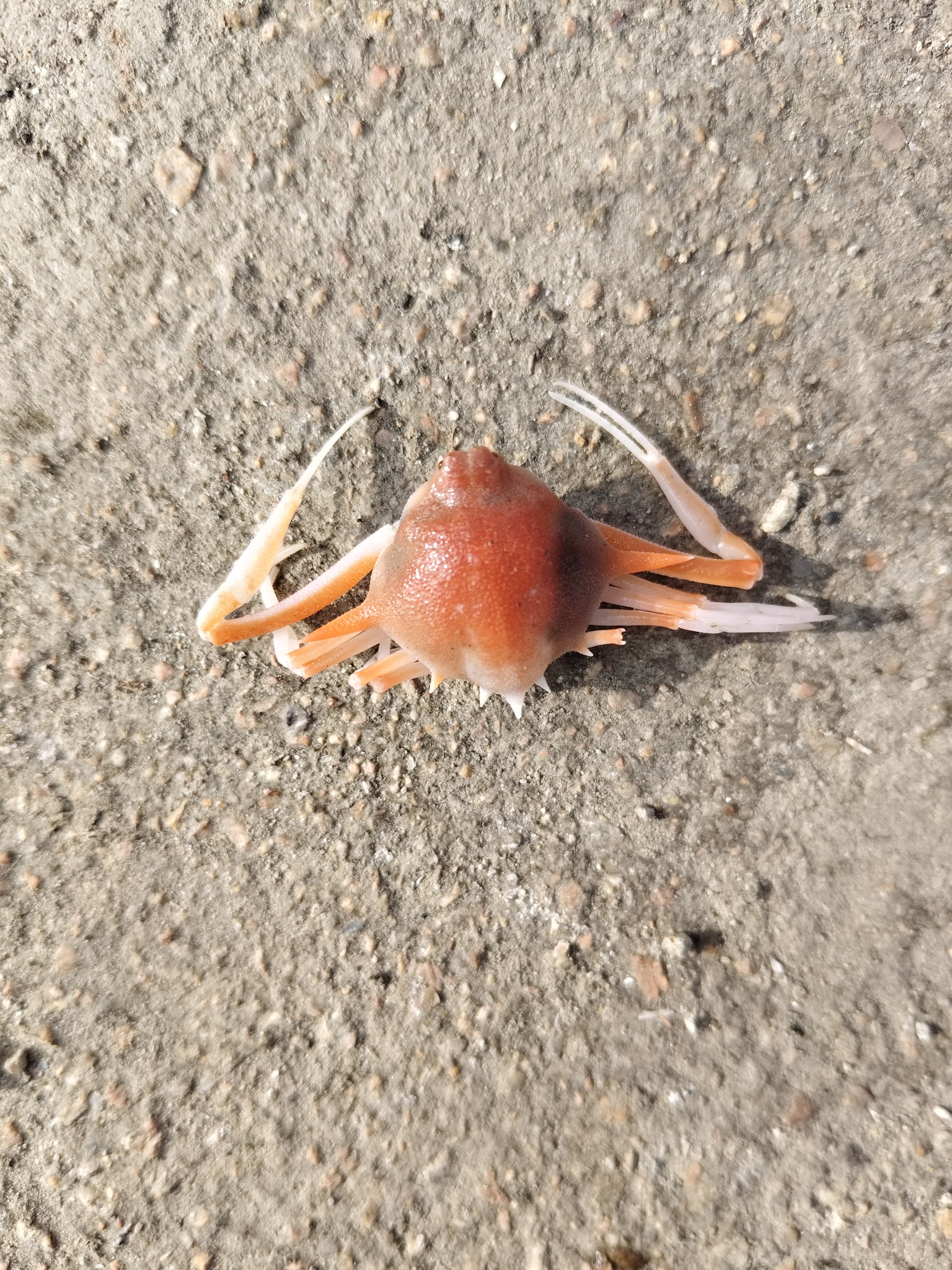 七刺栗壳蟹（Arcania heptacantha）