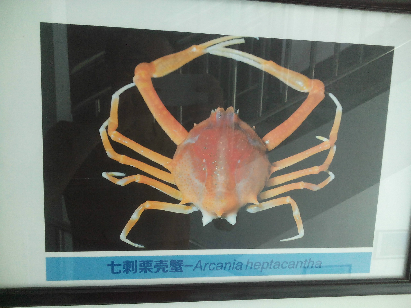 七刺栗壳蟹