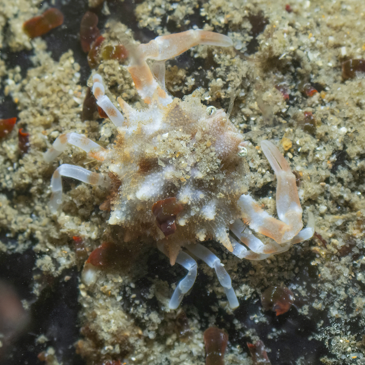 相模栗壳蟹