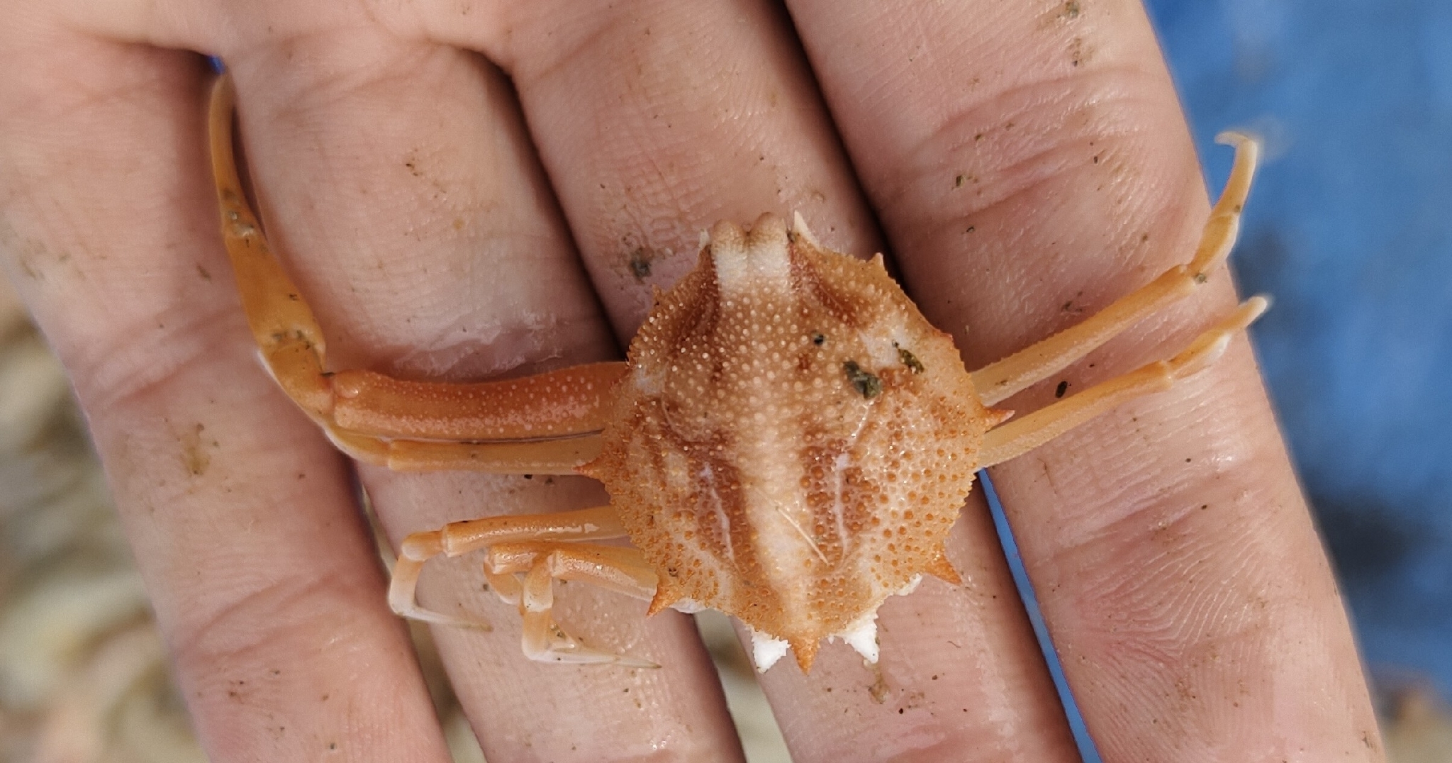 十一刺栗壳蟹（Arcania undecimspinosa）