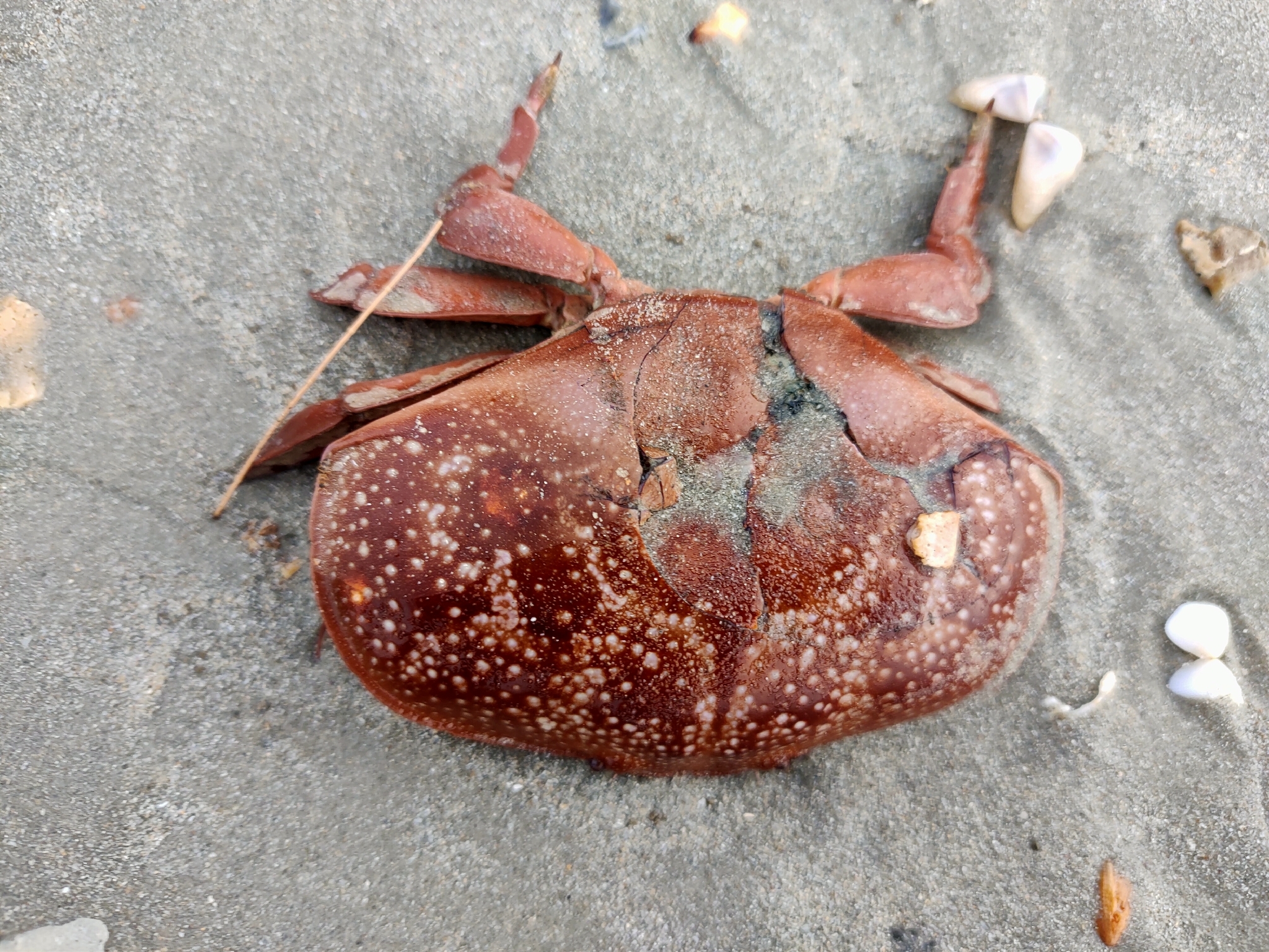 正直爱洁蟹（Atergatis integerrimus）