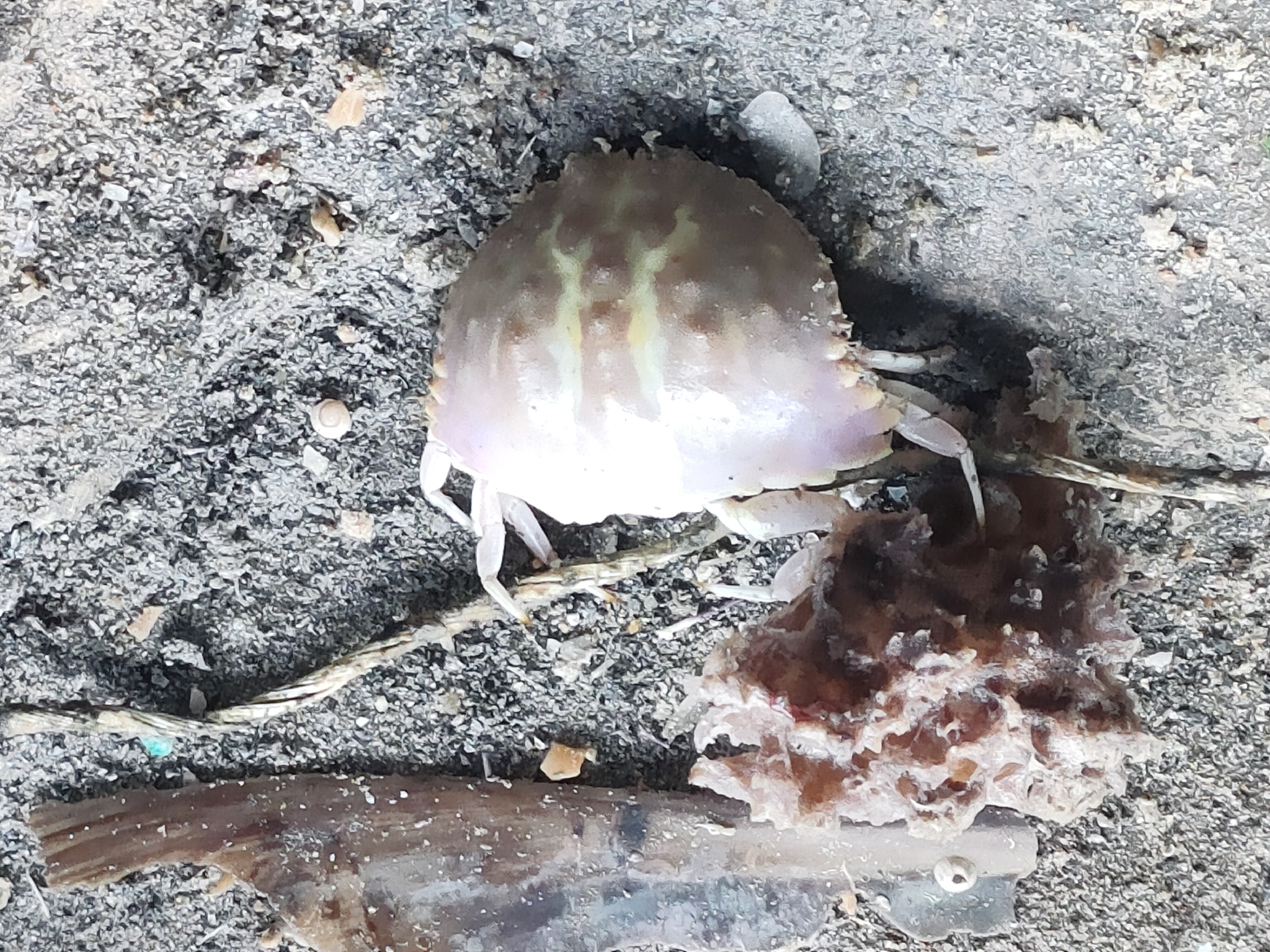 盾形馒头蟹（Calappa clypeata）