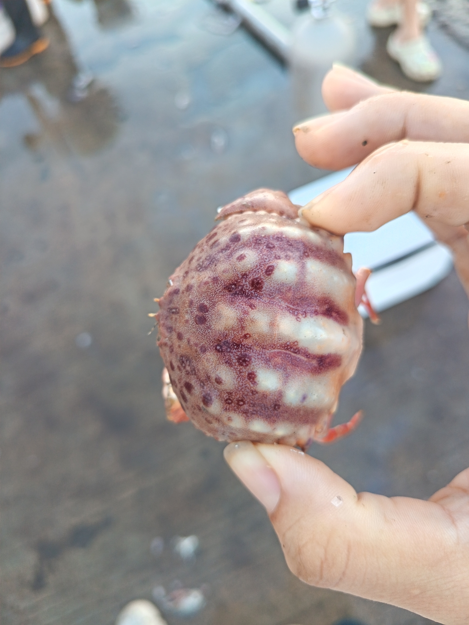 泡突馒头蟹（Calappa pustulosa）