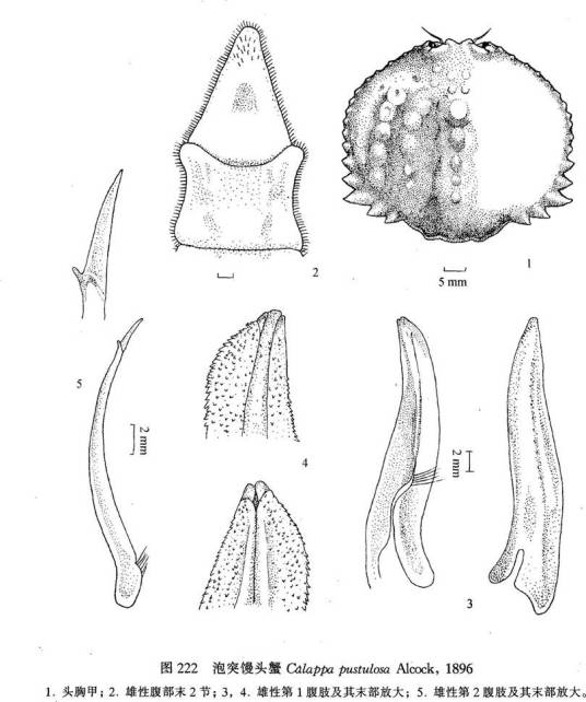 泡突馒头蟹（Calappa pustulosa）