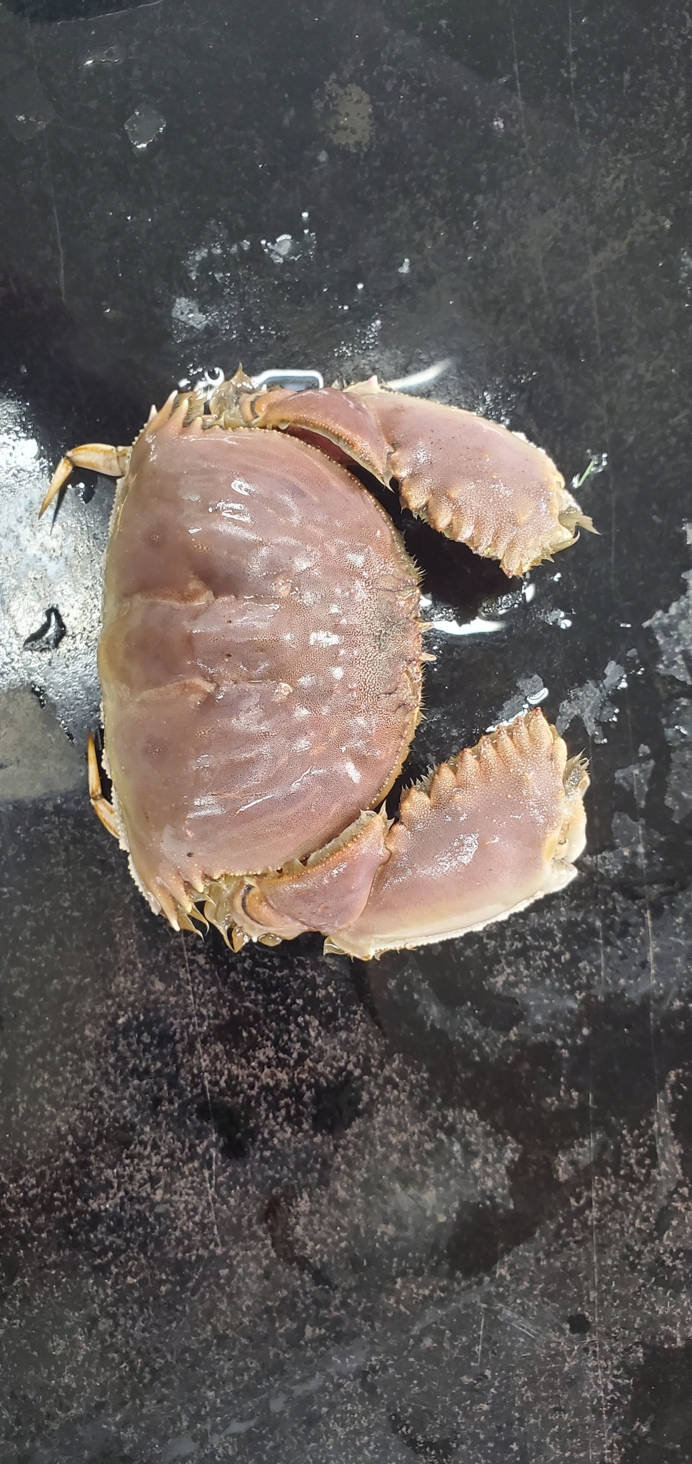 四斑馒头蟹（Calappa quadrimaculata）