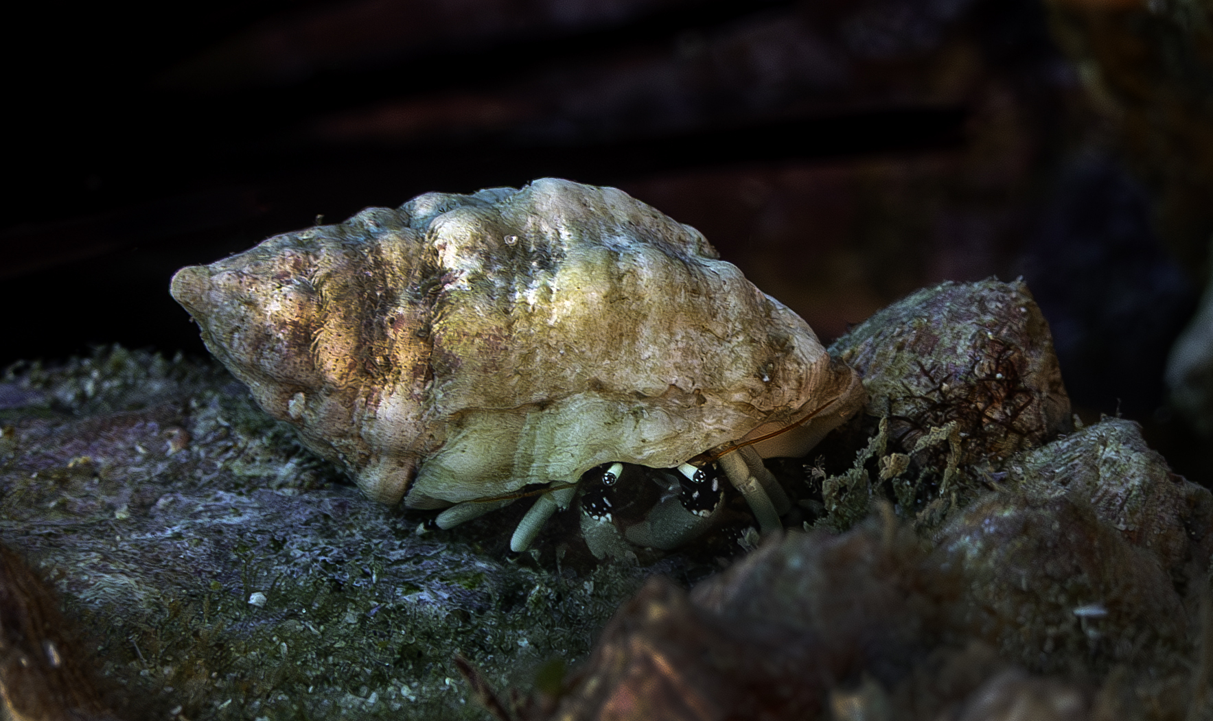 关岛硬壳寄居蟹（Calcinus guamensis）