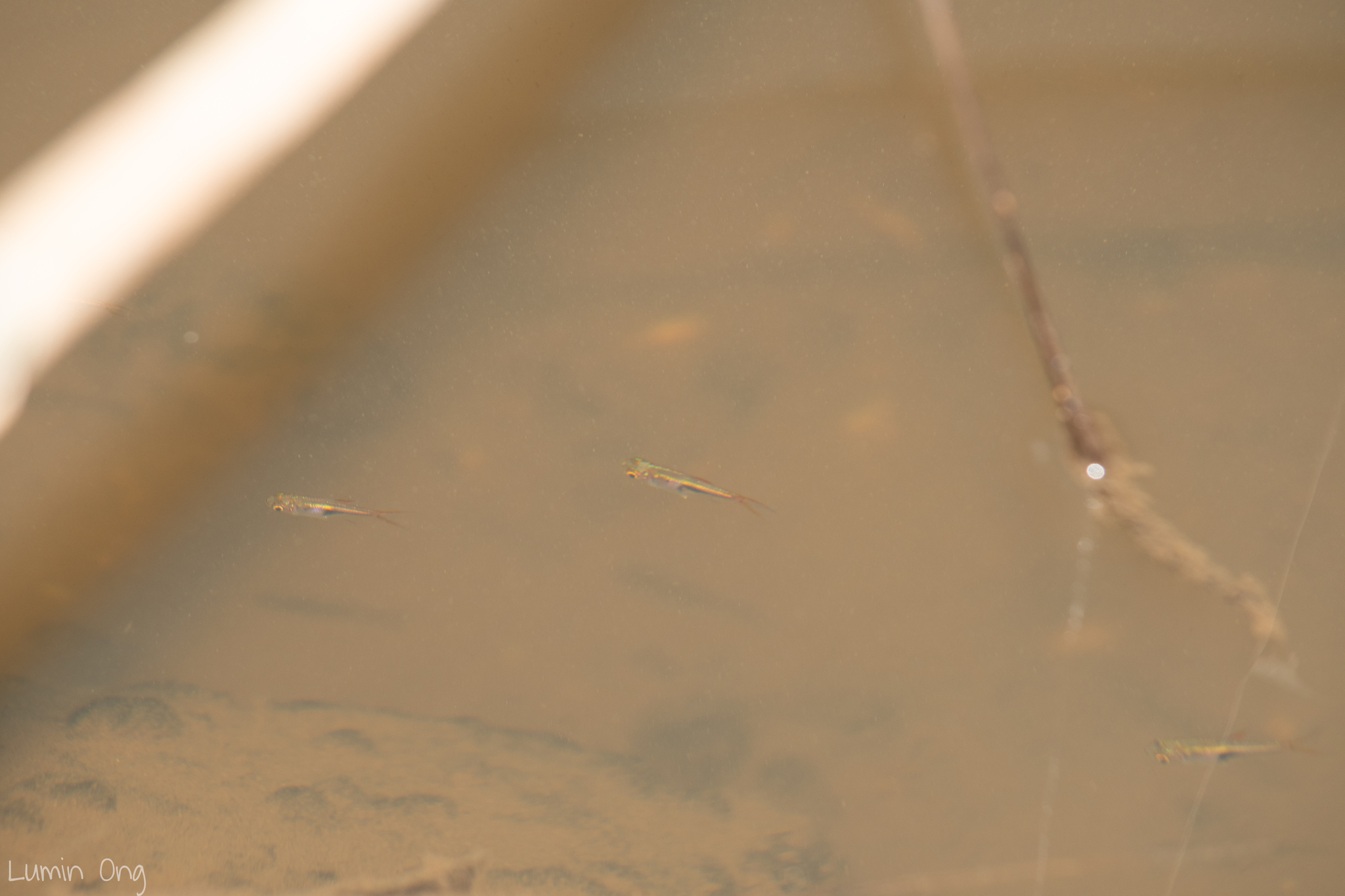 黑斑三角波鱼（Trigonostigma heteromorpha）