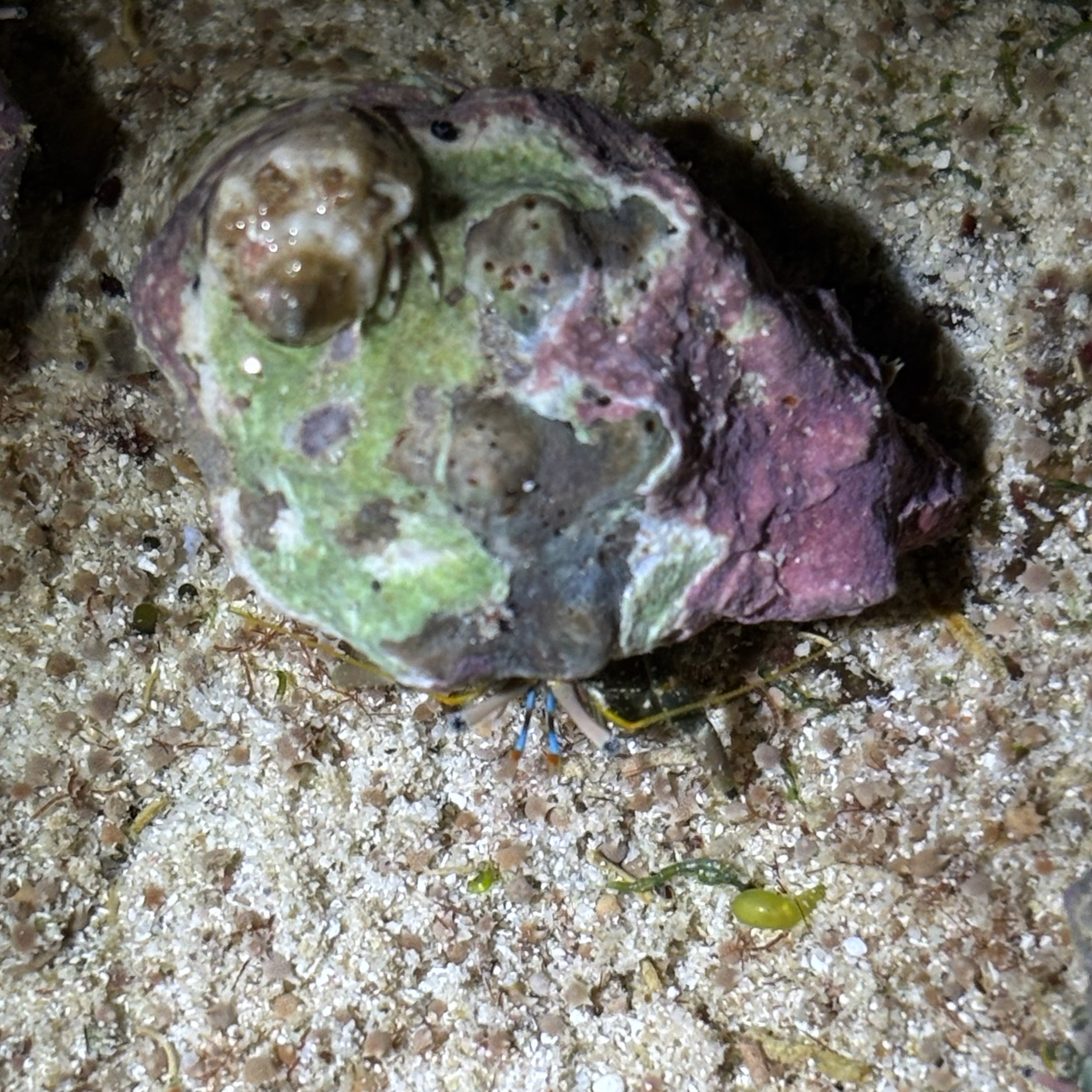 隐白硬壳寄居蟹（Calcinus latens）