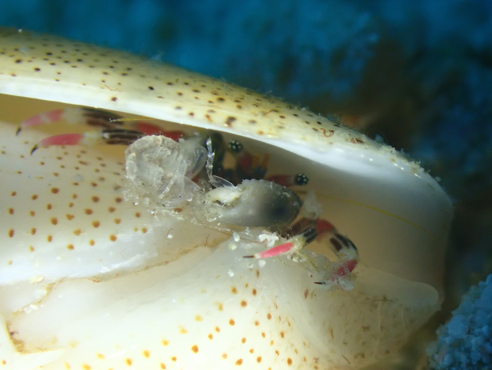 线足硬壳寄居蟹（Calcinus lineapropodus）