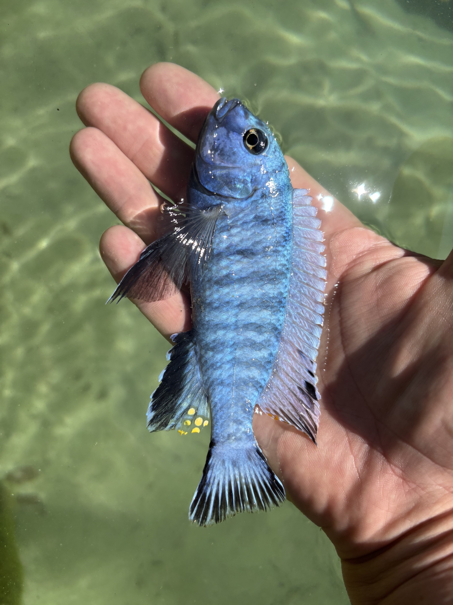 斑马拟丽鱼