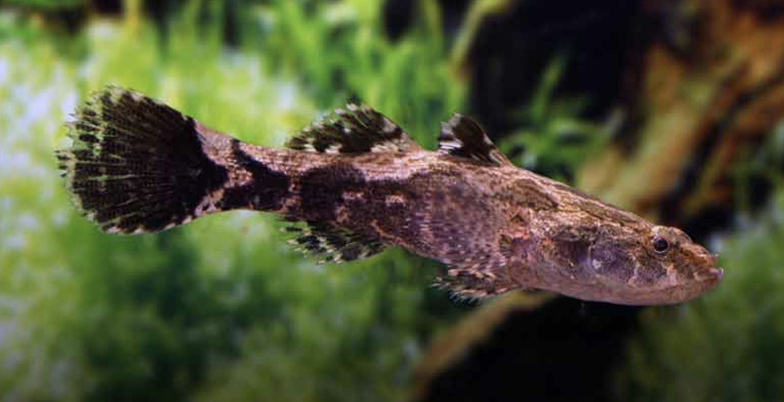云斑尖塘鳢（Oxyeleotris marmorata）