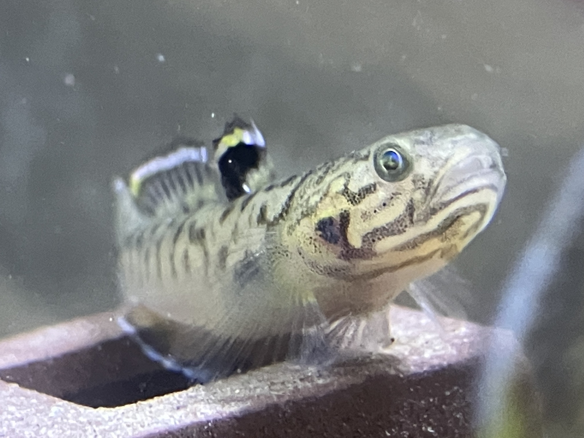 清尾鲻鰕虎（Mugilogobius cavifrons）