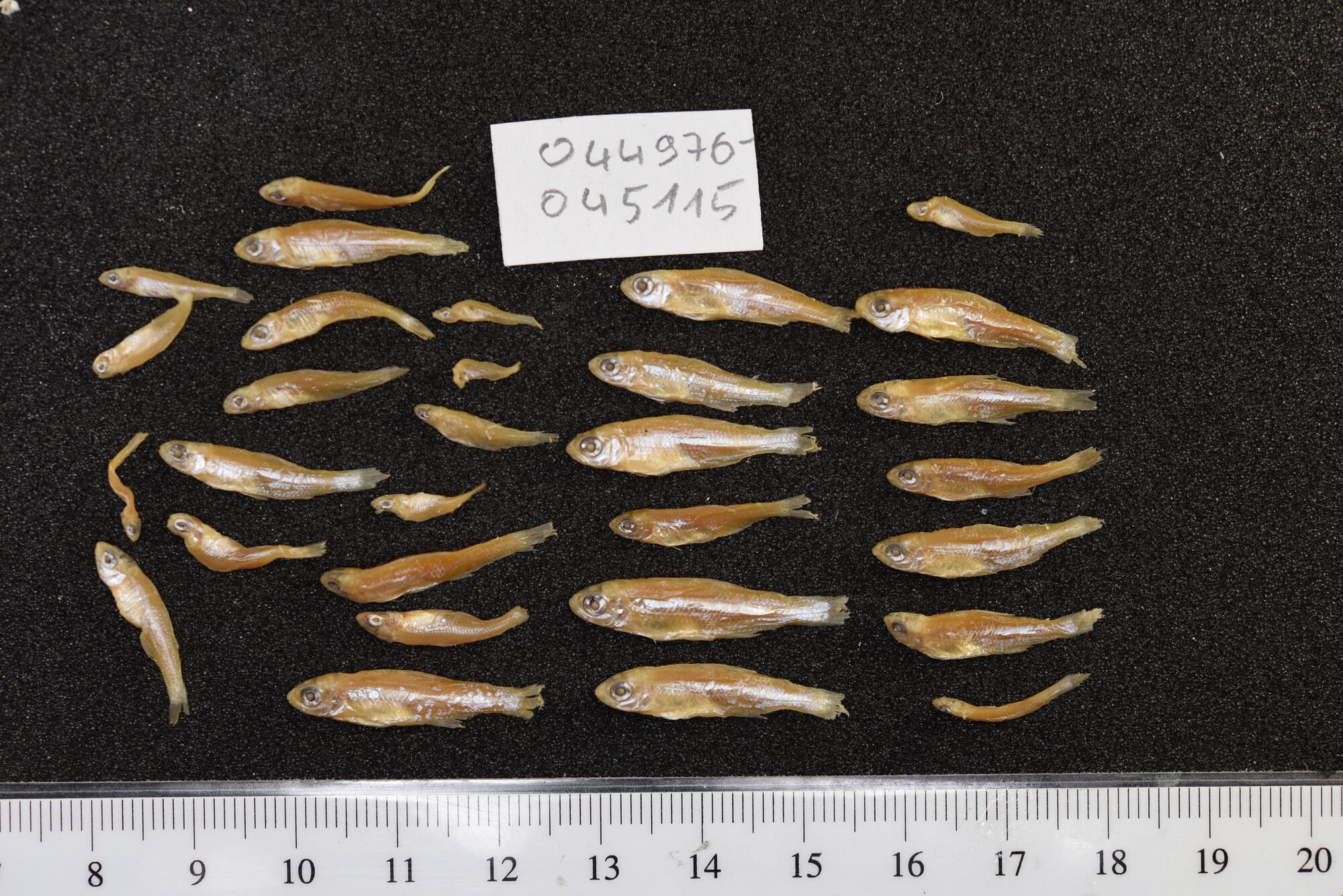 宽颊瓢鳍鰕虎（Sicyopterus macrostetholepis）