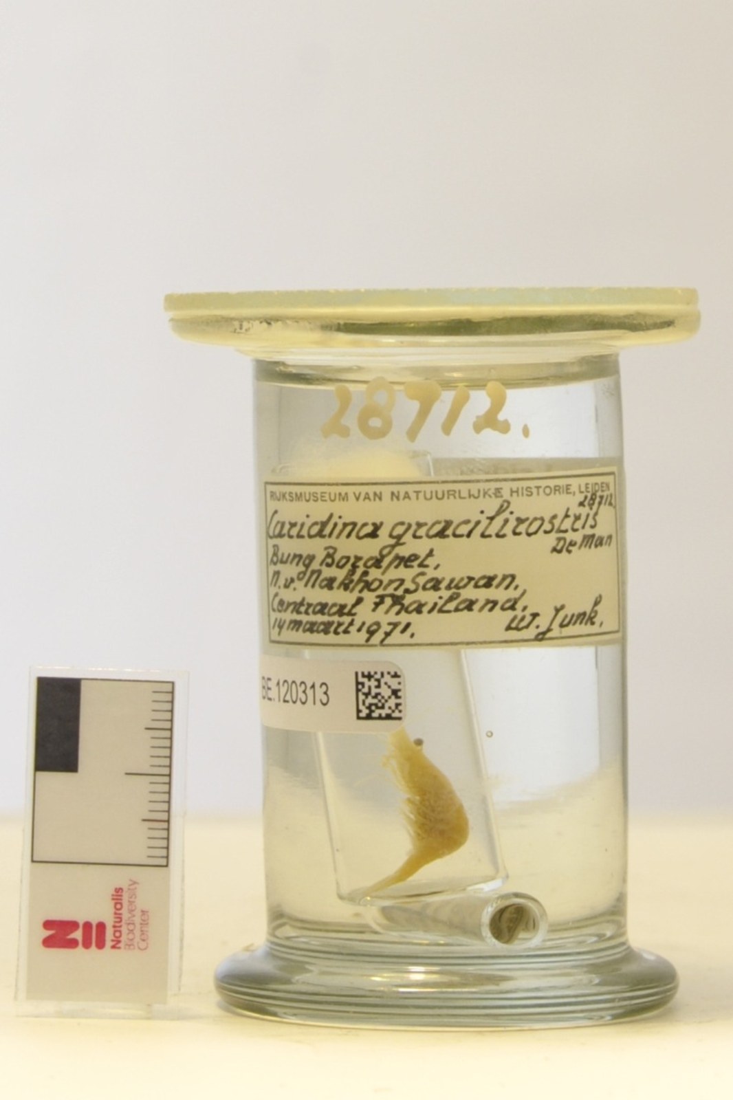 细额米虾[暂]（Caridina gracilirostris）