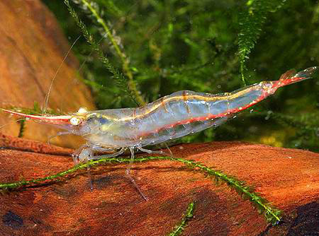 细足米虾（Caridina gracilipes）