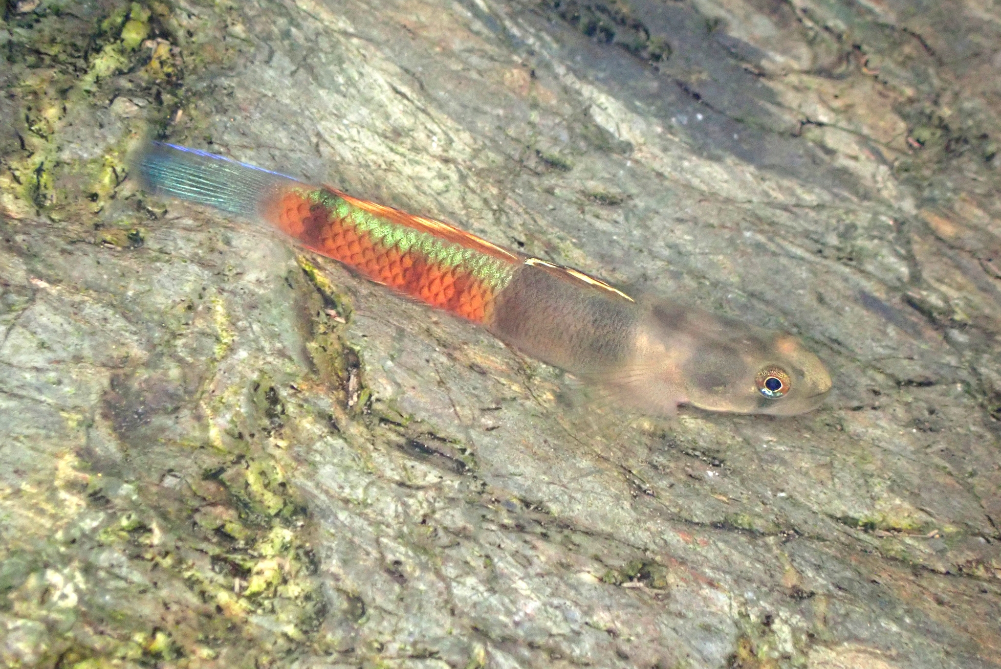 环带瓢眼鰕虎（Sicyopus zosterophorus）