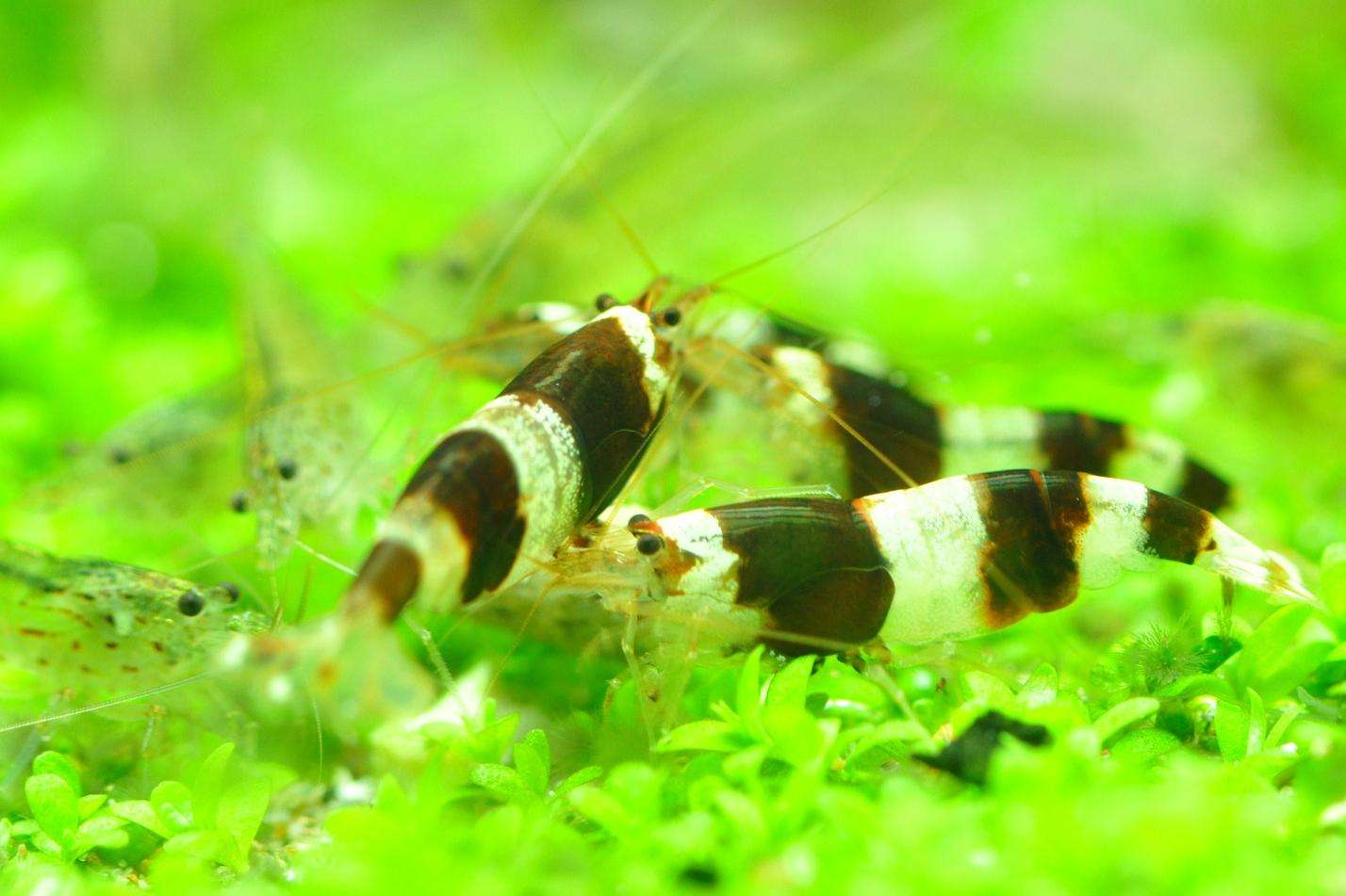 美丽米虾（Caridina venusta）