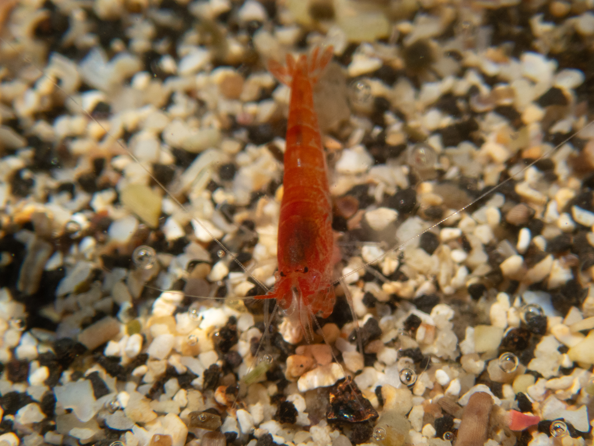 红盐米虾[暂]（Halocaridina rubra）