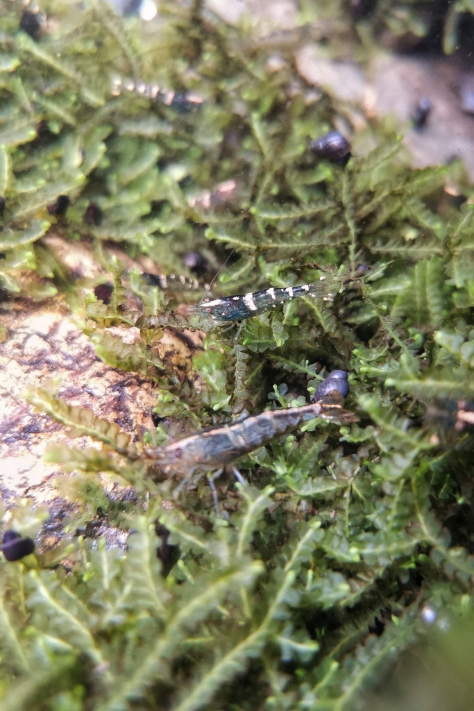 滇池米虾（Caridina dianchiensis）