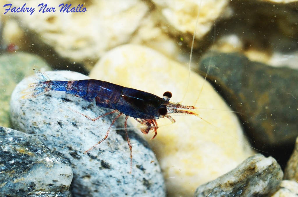 霍休斯氏米虾[暂]（Caridina holthuisi）