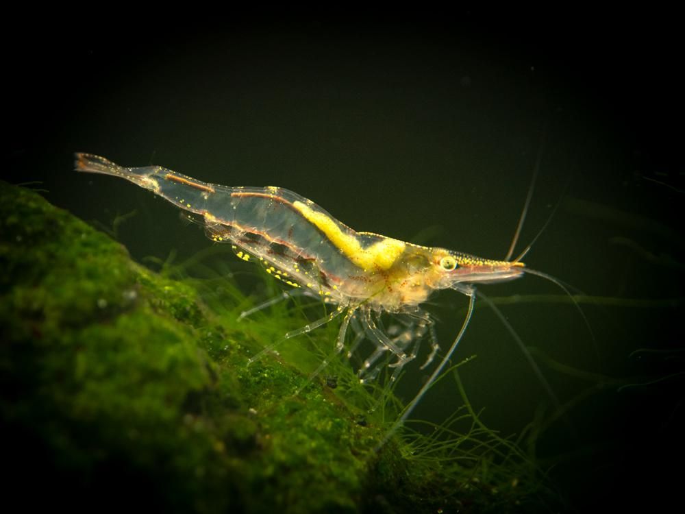 长额米虾（Caridina longirostris）