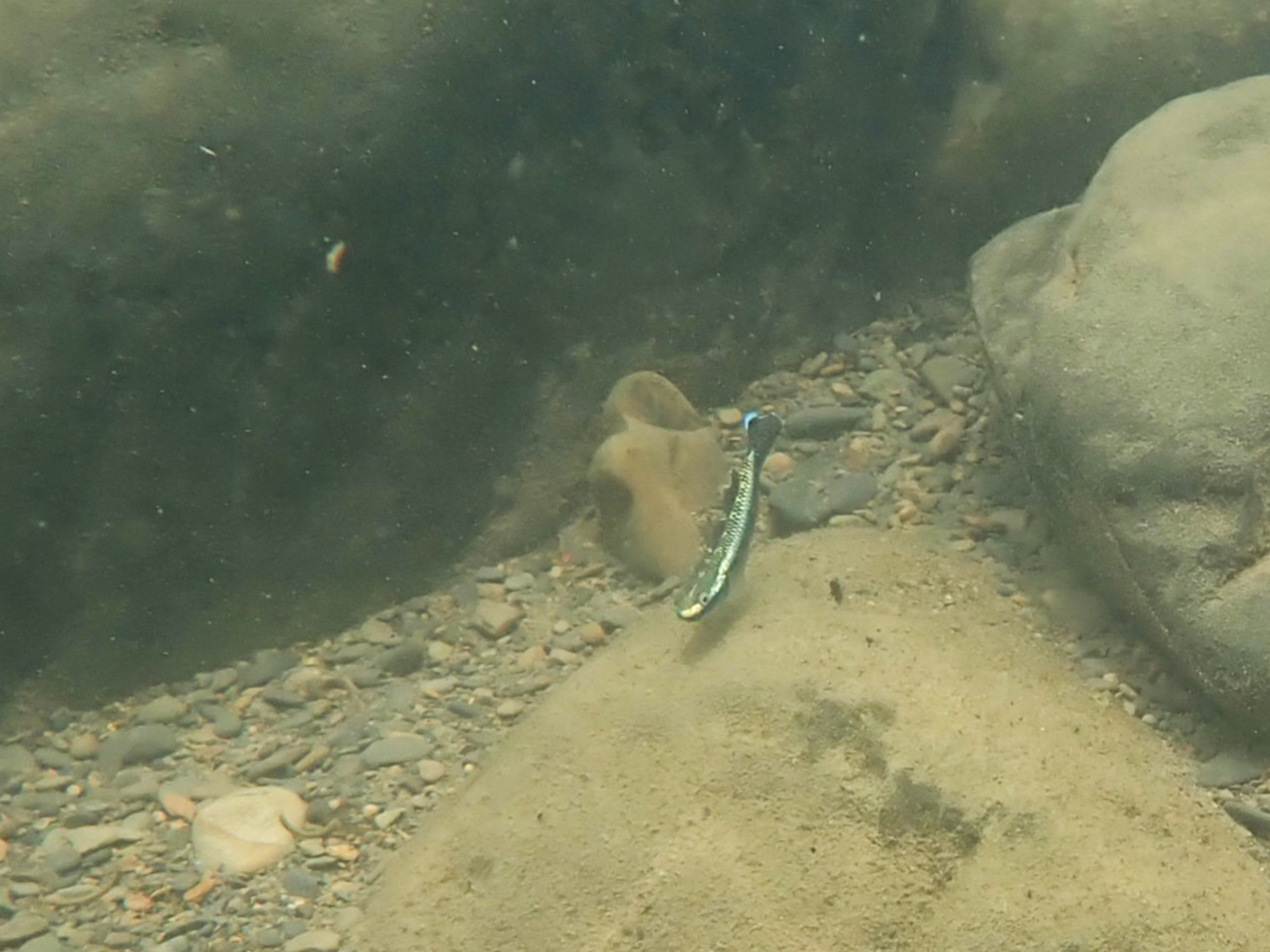 紫身枝牙鰕虎（Stiphodon atropurpureus）