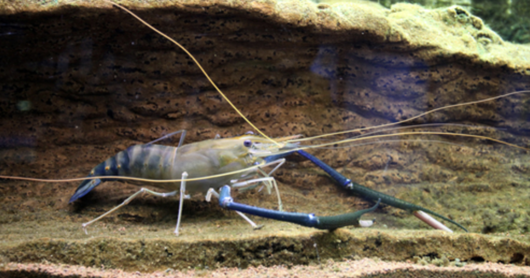 罗氏沼虾（Macrobrachium rosenbergii）