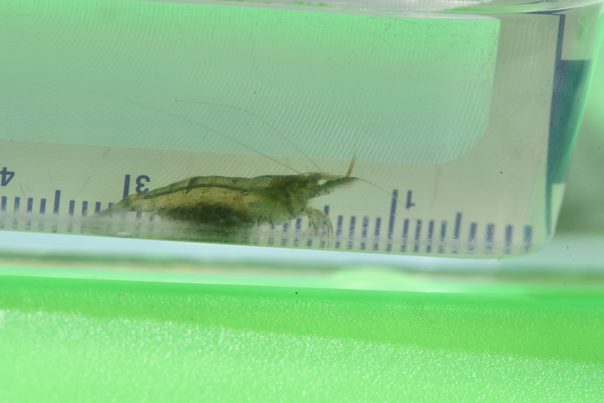 锯齿新米虾（Neocaridina denticulata）