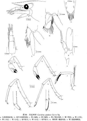 归还米虾（Caridina apodosis）