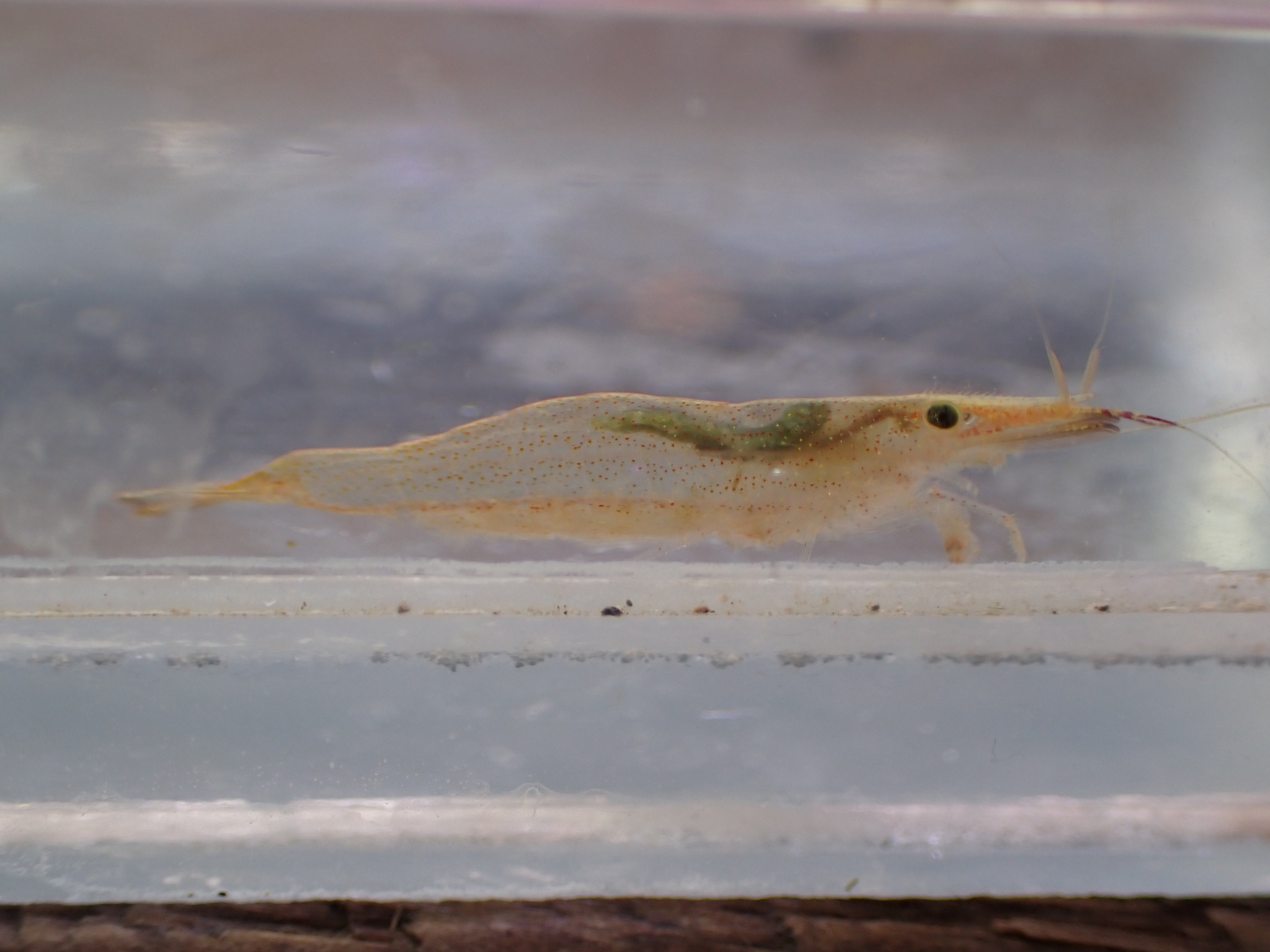 短腕米虾（Caridina brevicarpalis）