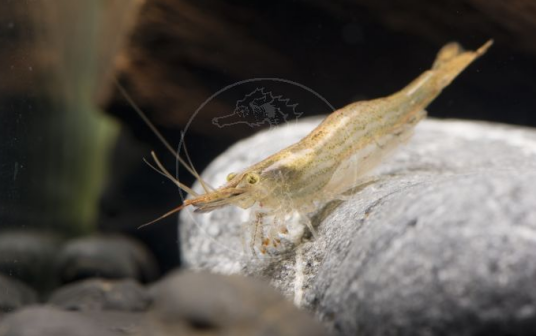 短刺米虾（Caridina brevispina）