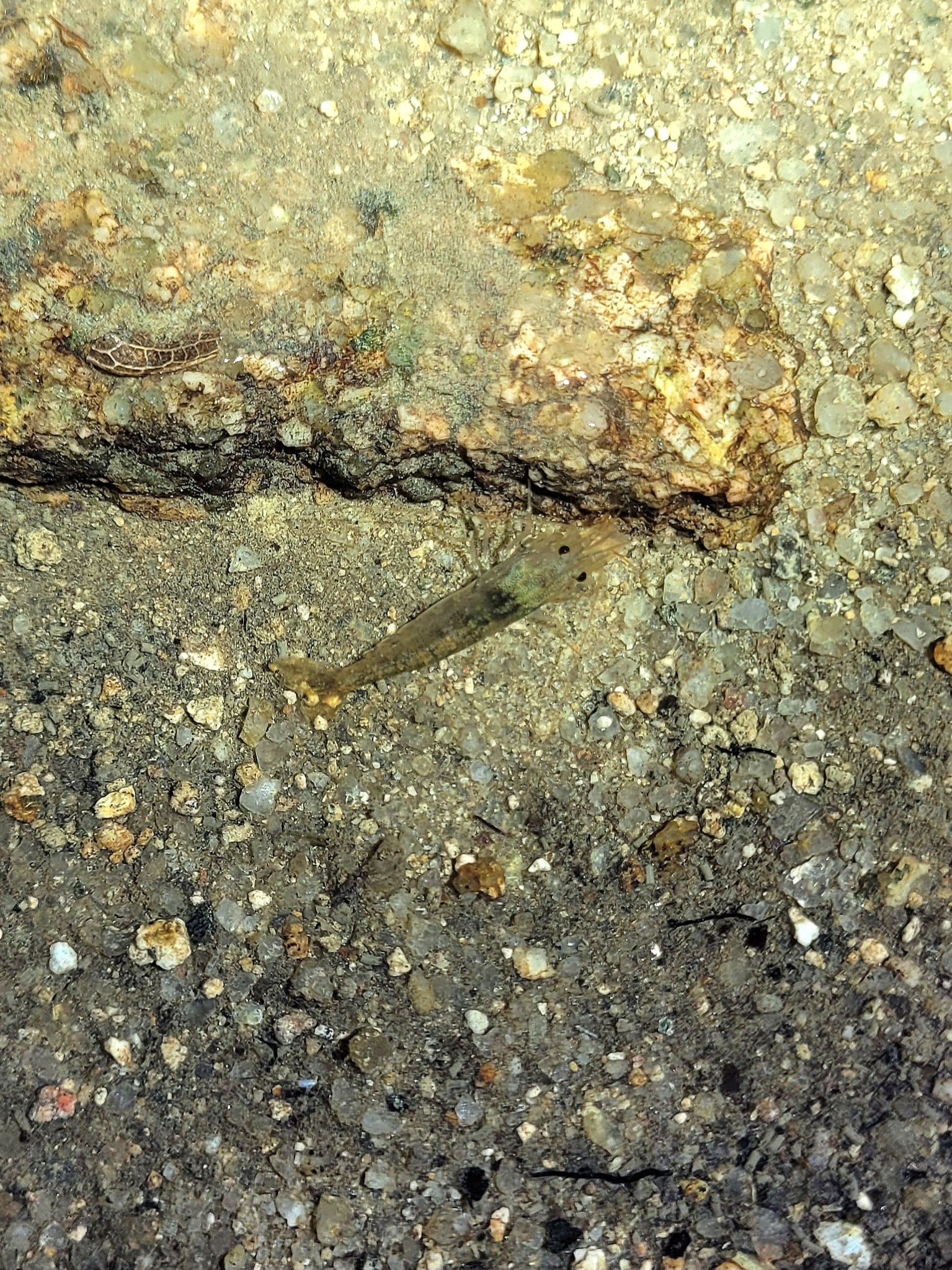 水晶虾（Caridina cantonensis）