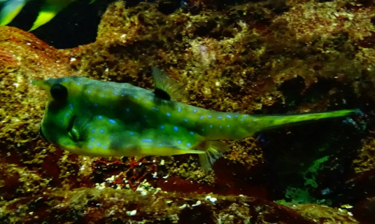 角突米虾（Caridina cornuta）