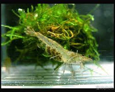 短棍米虾（Caridina curta）