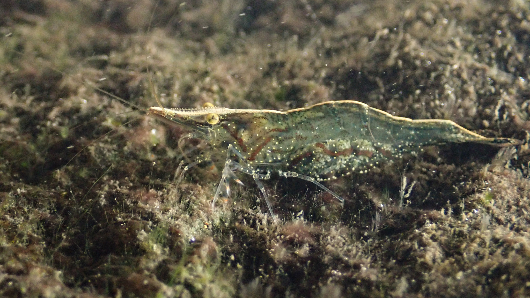 长肢米虾（Caridina elongapoda）