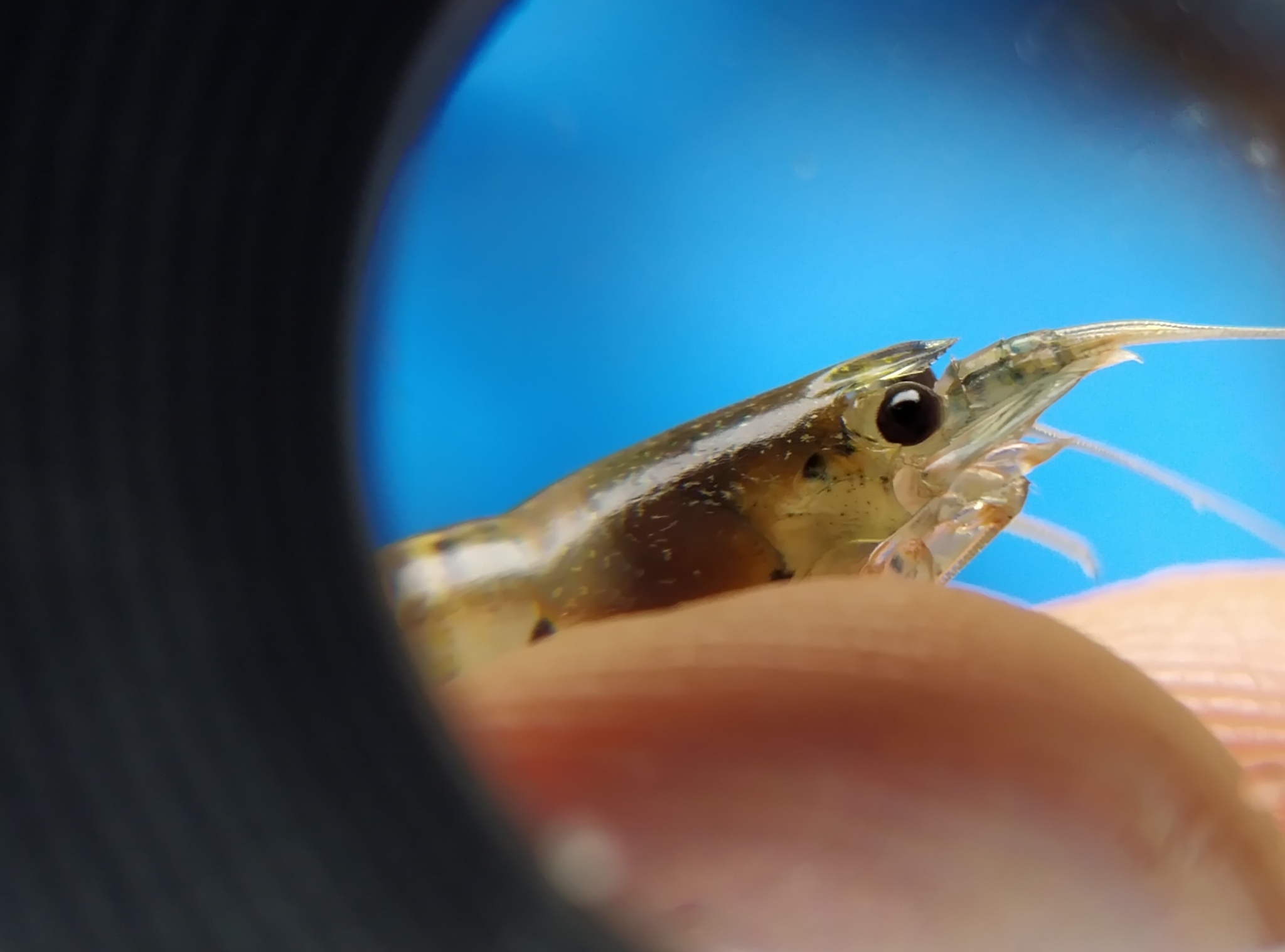 条纹米虾（Caridina fasciata）