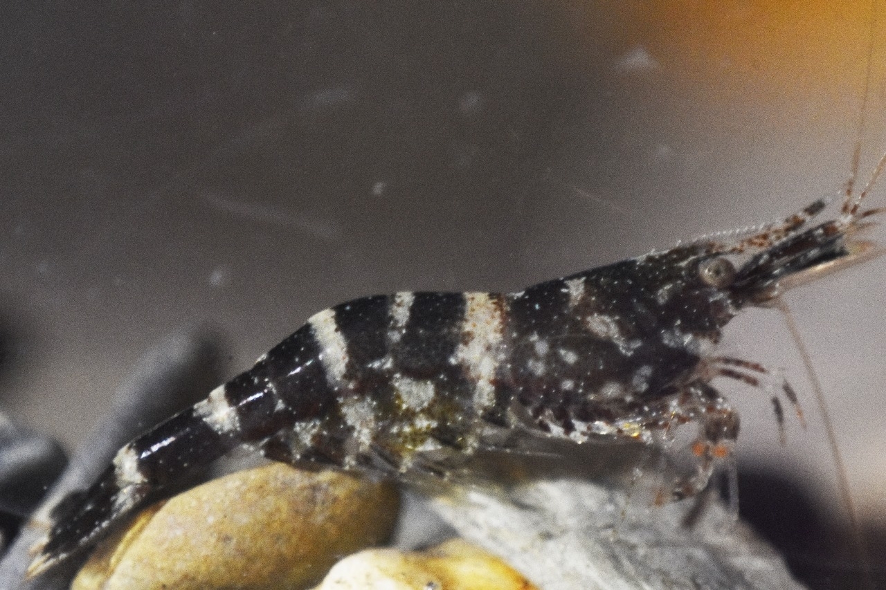 棕红米虾[暂]（Caridina fusca）