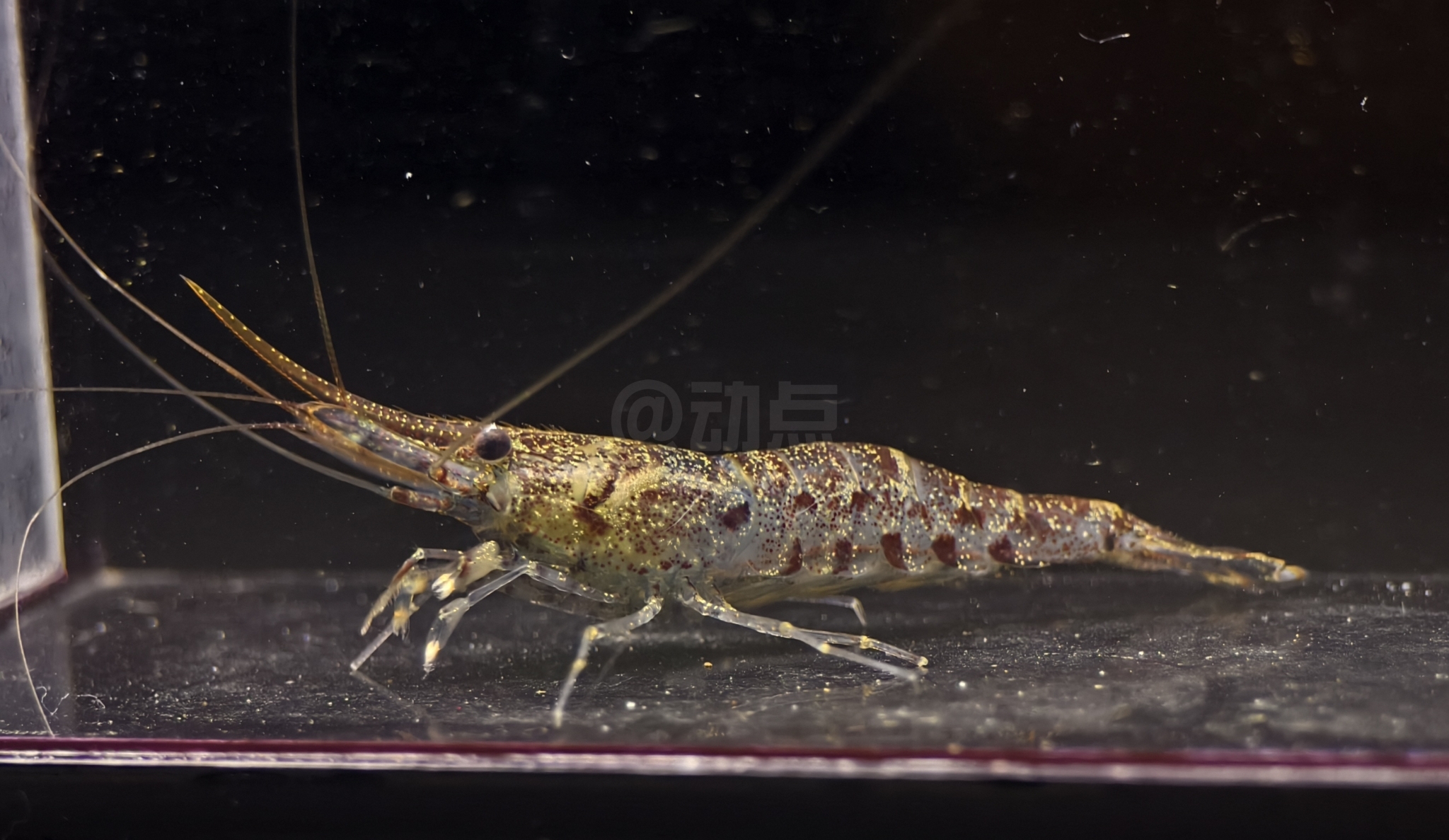 广西米虾（Caridina guangxiensis）