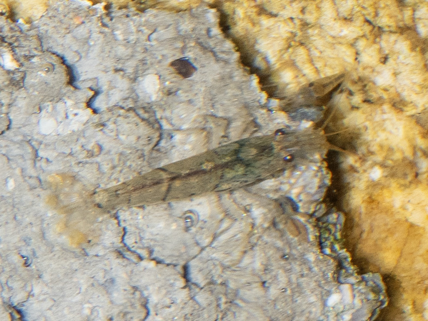 江西米虾（Caridina jiangxiensis）