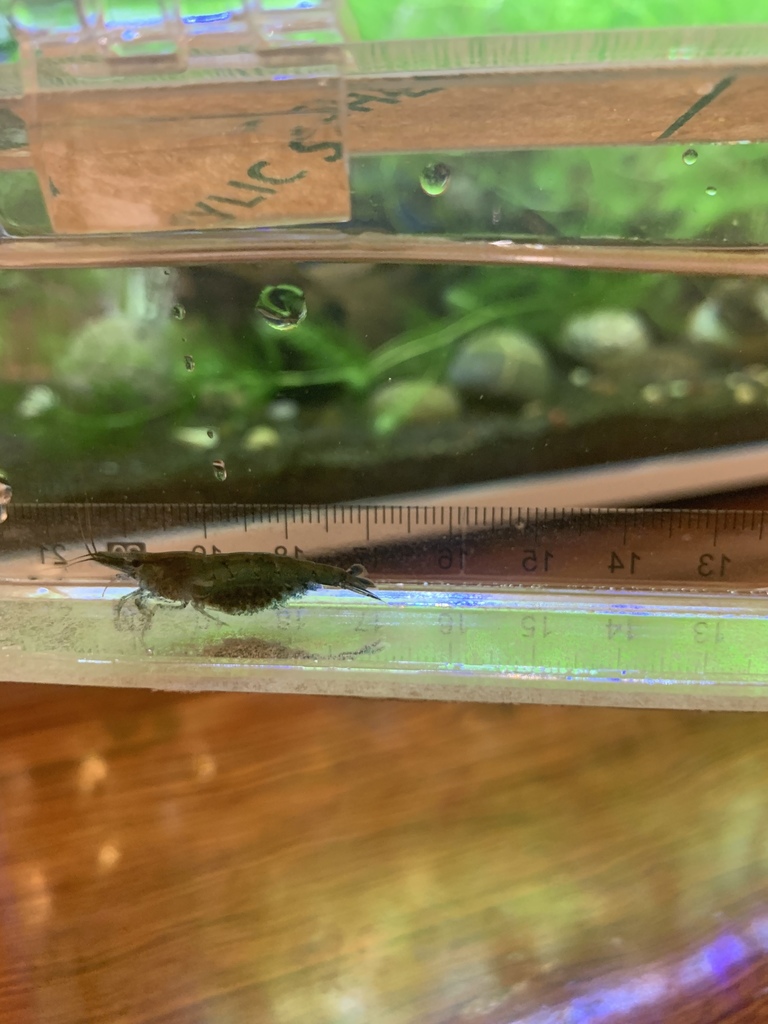 昆明米虾（Caridina kunmingensis）