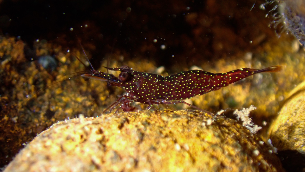 萝依氏米虾[暂]（Caridina loehae）