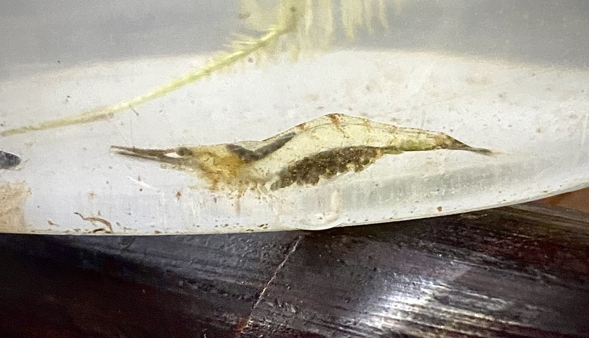 大卵米虾（Caridina macrophora）