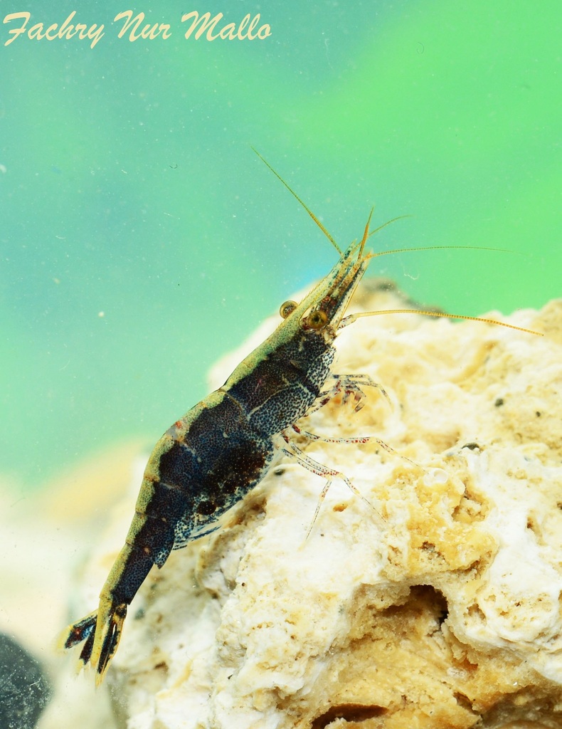 玛萨皮米虾[暂]（Caridina masapi）