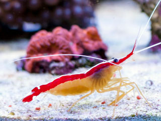 医生虾
