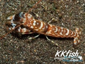 老虎枪虾（Alpheus bellulus）