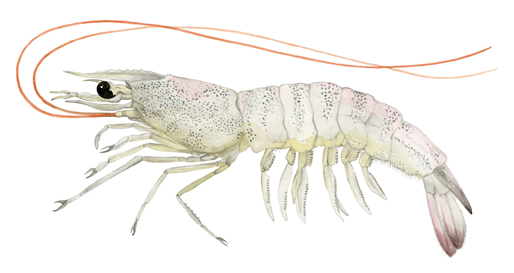凡纳对虾（Penaeus vannamei）