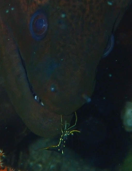 德氏尾瘦虾[暂]（Urocaridella degravei）