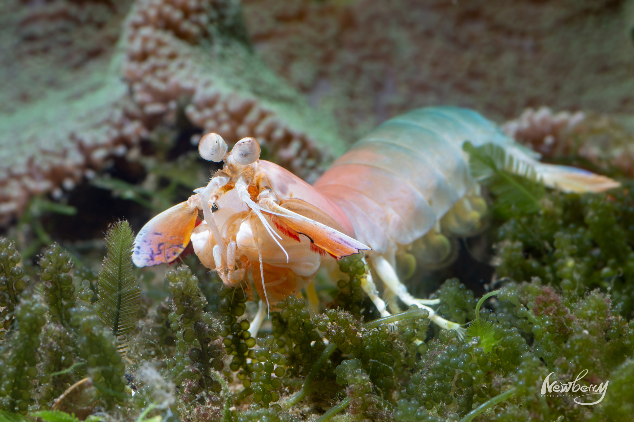 日本齿指虾蛄（Odontodactylus japonicus）