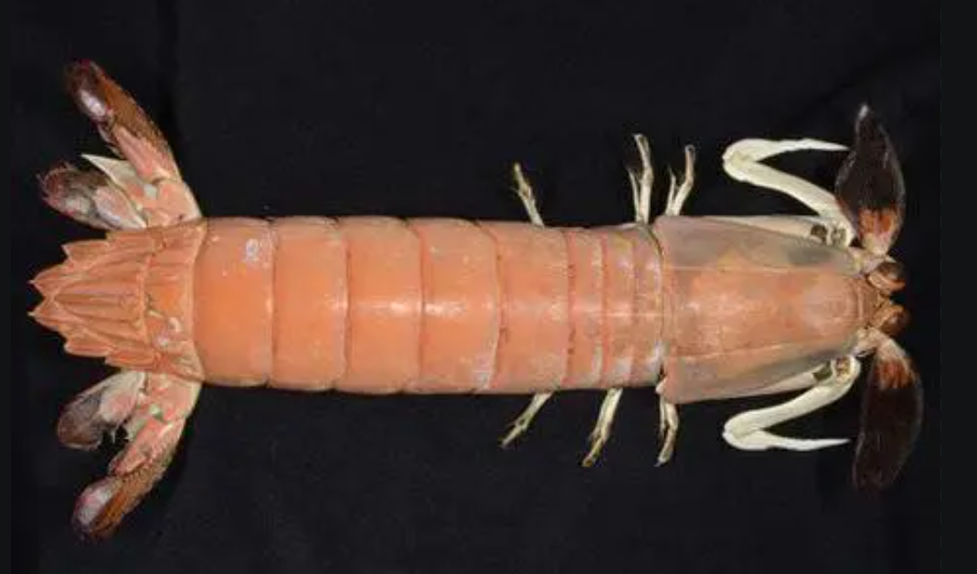 日本齿指虾蛄（Odontodactylus japonicus）
