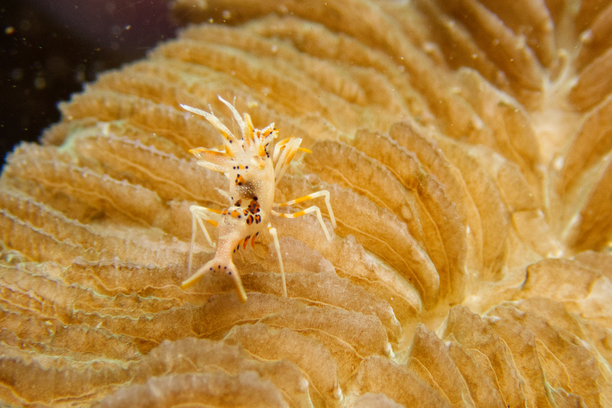角眼叶颔虾[暂]（Phyllognathia ceratophthalma）